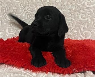 Cuccioli di Labrador
