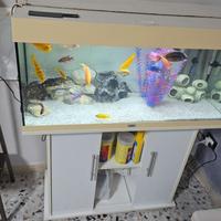 acquario Juwell Rio 180 litri 