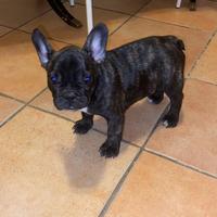 Cuccioli bulldog francese