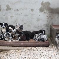 Animali da lavoro