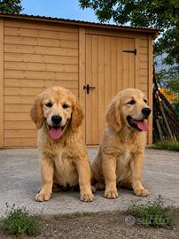 Cuccioli Golden Retriever linea AngloAmericana