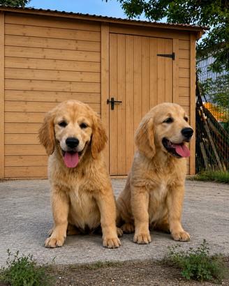 Cuccioli Golden Retriever linea AngloAmericana