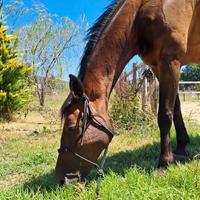 Cavallo Maremmano Passeggiate
