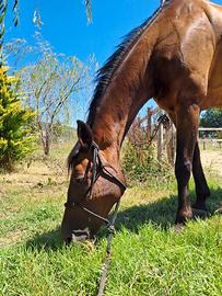 Cavallo Maremmano Passeggiate
