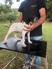 Cucciolo pointer