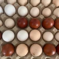 Uova marans, Livorno bianco e nero