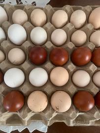 Uova marans, Livorno bianco e nero