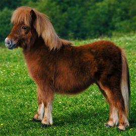 Splendido mini pony olandese