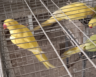 Pappagalli parrocchetto dal collare