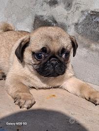 Cucciolo maschio di carlino