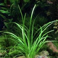 lotto 20 piantine acquario 2 specie i di piante. 