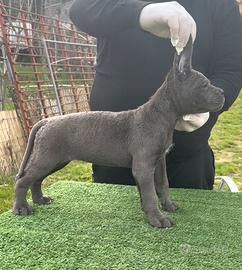 Cane corso