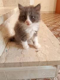 Gattini persiani normotipo