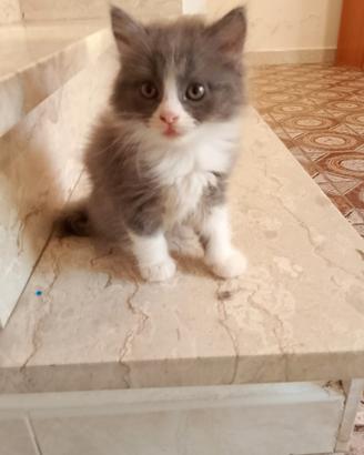 Gattini persiani normotipo