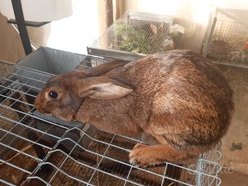 Amanti animali
