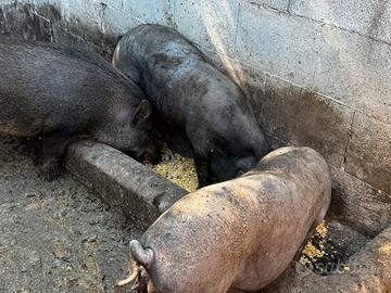 Coppia di maiali neri casertani