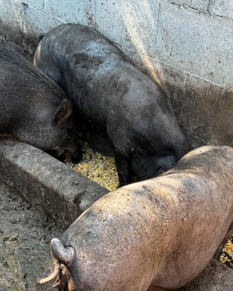 Coppia di maiali neri casertani