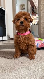 Barboncini fulvi Toy