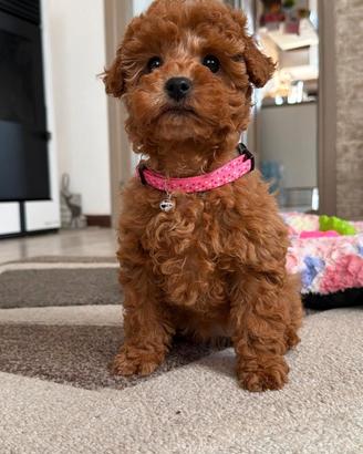 Barboncini fulvi Toy