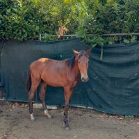 Puledro da salto ostacoli