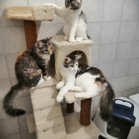 Gatti Norvegesi delle Foreste