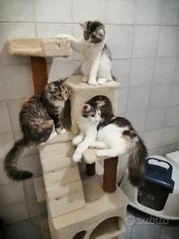 Gatti Norvegesi delle Foreste