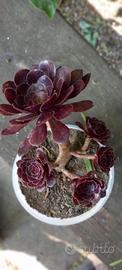Aeonium bonsai