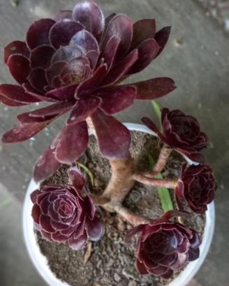Aeonium bonsai