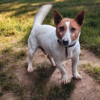 Jack Russel