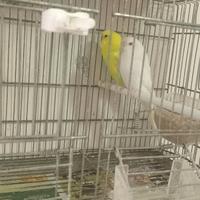 Coppia cocoriti riproduttiva