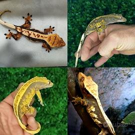 Geco ciliatus femmine