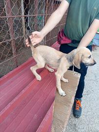 Segugia maremmana cane da caccia