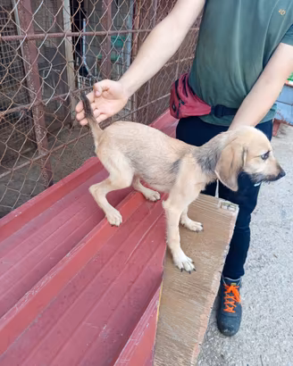 Segugia maremmana cane da caccia