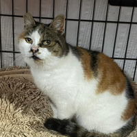 Nonnarella adozione del cuore