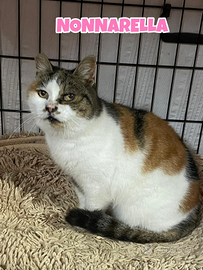 Nonnarella adozione del cuore