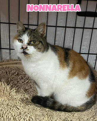 Nonnarella adozione del cuore