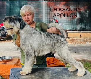 Cuccioli SCHNAUZER MEDI SALE E PEPE