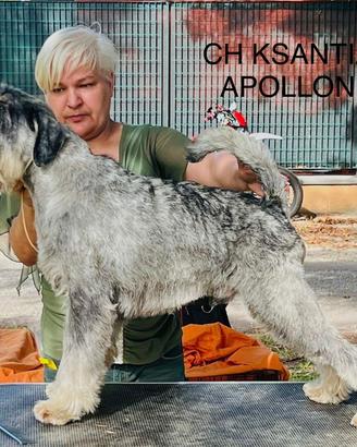 Cuccioli SCHNAUZER MEDI SALE E PEPE