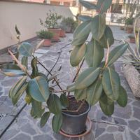 pianta di ficus