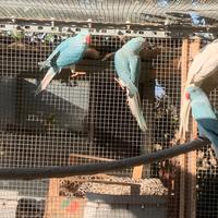 Parrocchetti dal collare Cleartail coppie/singoli