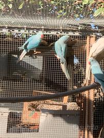 Parrocchetti dal collare Cleartail coppie/singoli