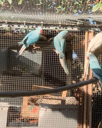 Parrocchetti dal collare Cleartail coppie/singoli