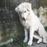 Pastore Maremmano 8 anni