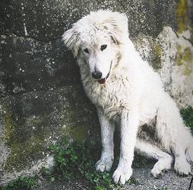 Pastore Maremmano 8 anni