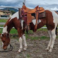 Cavalla Paint horse