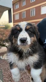 Ultima cucciola P. AUSTRALIANO pedigree