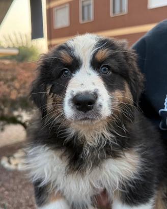 Ultima cucciola P. AUSTRALIANO pedigree