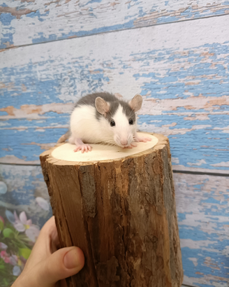 Ratti