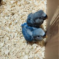 Pulli da imbecco inseparabili pappagalli