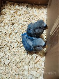 Pulli da imbecco inseparabili pappagalli